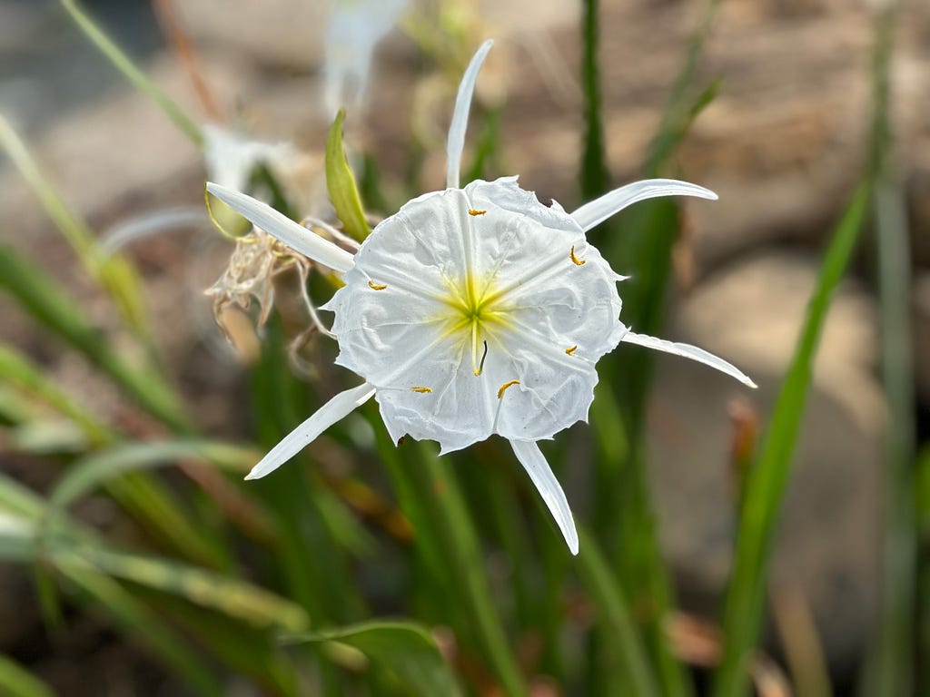 White bowl shape flower with yellow center about three to four inches in diameter on a three-foot-tall stem that grows out of a rock crevice in shallow water. There are six tentacle like petals protruding from under the bowl one to two inches beyond the edge of the bowl. The stems and flowers grow in clumps on these rocks in the river.