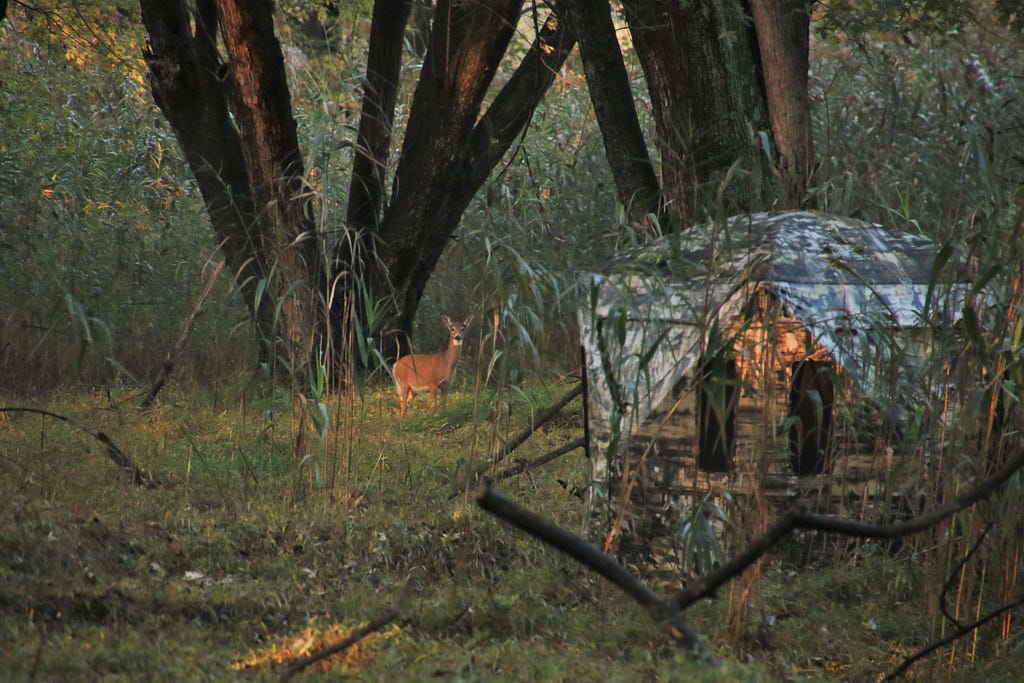 a deer stands in a forested area next to a hunting blind