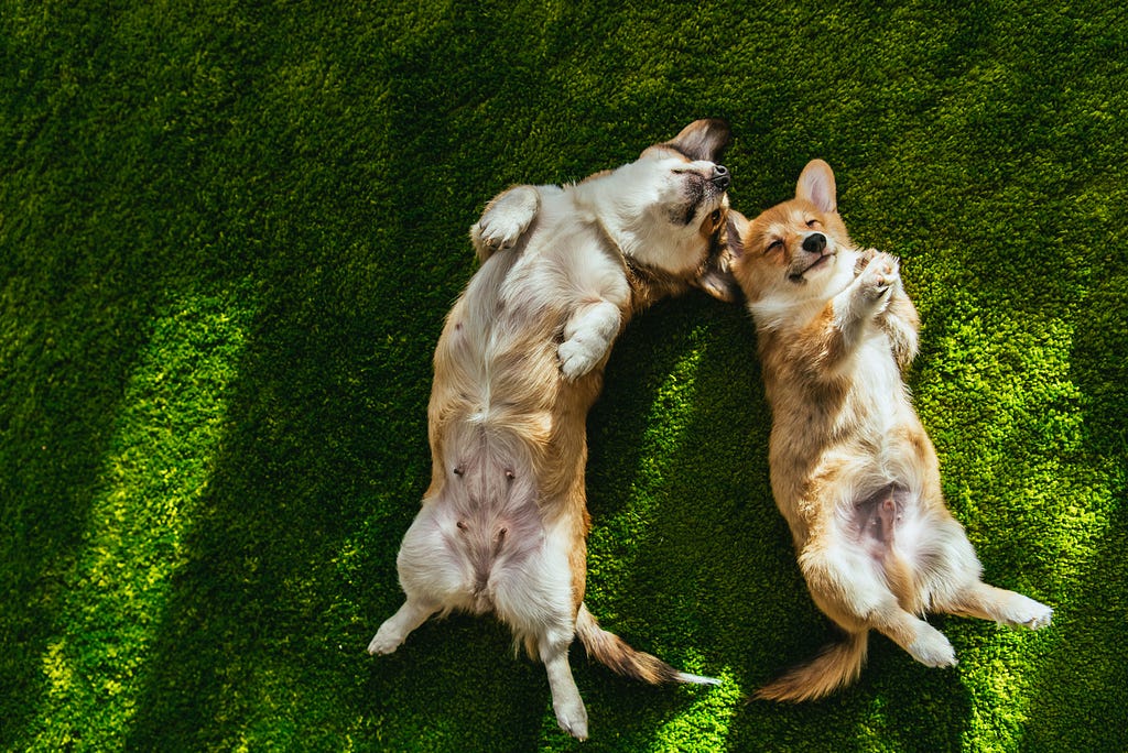 Corgis in the grass