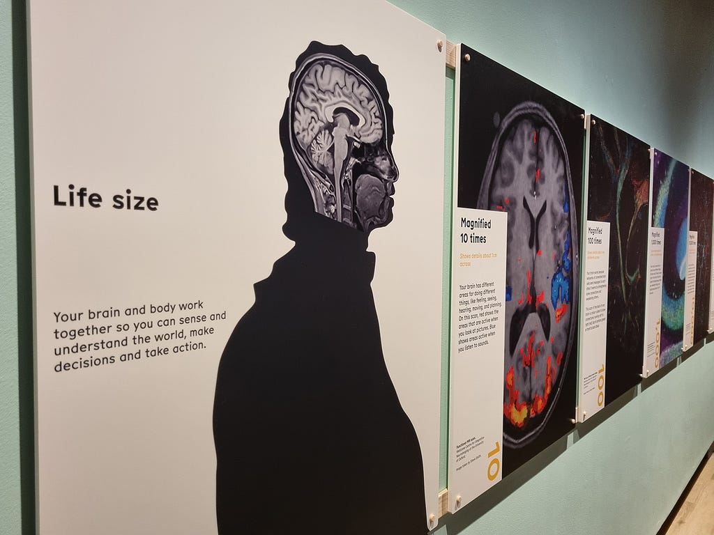 Brain exhibition panels