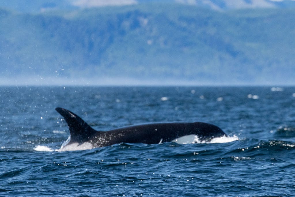 an orca whale swims in the Juan de Fuca Strait