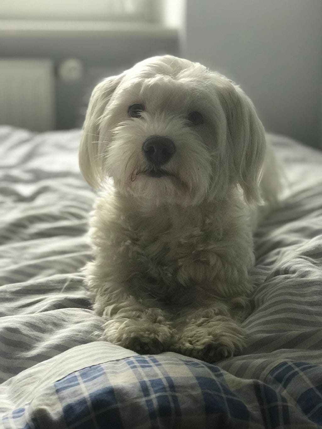 A small maltese dog with long fur lies on a bed with gray and white striped sheets, looking directly at the camera.