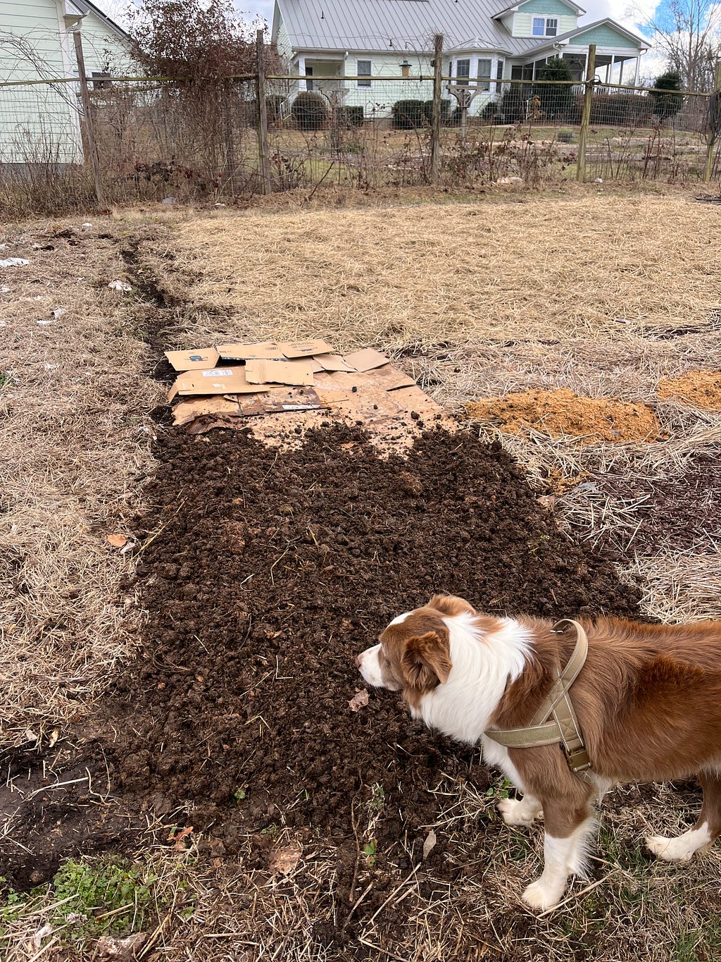 A dog by a garden bed being covered with manure for compost.
