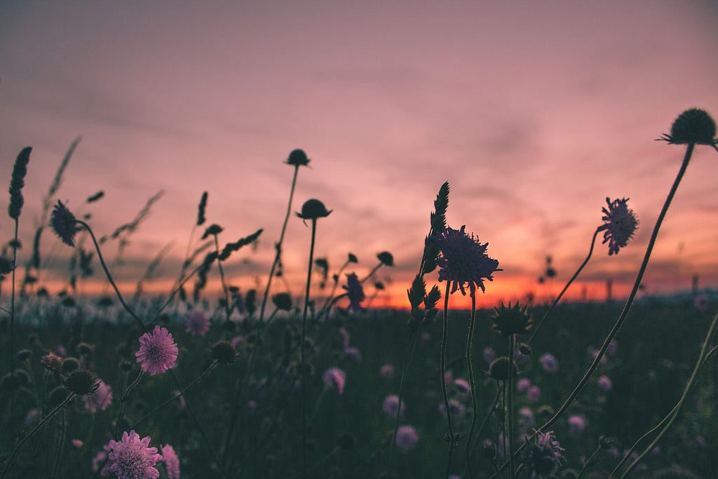 A field of flowers in sunset