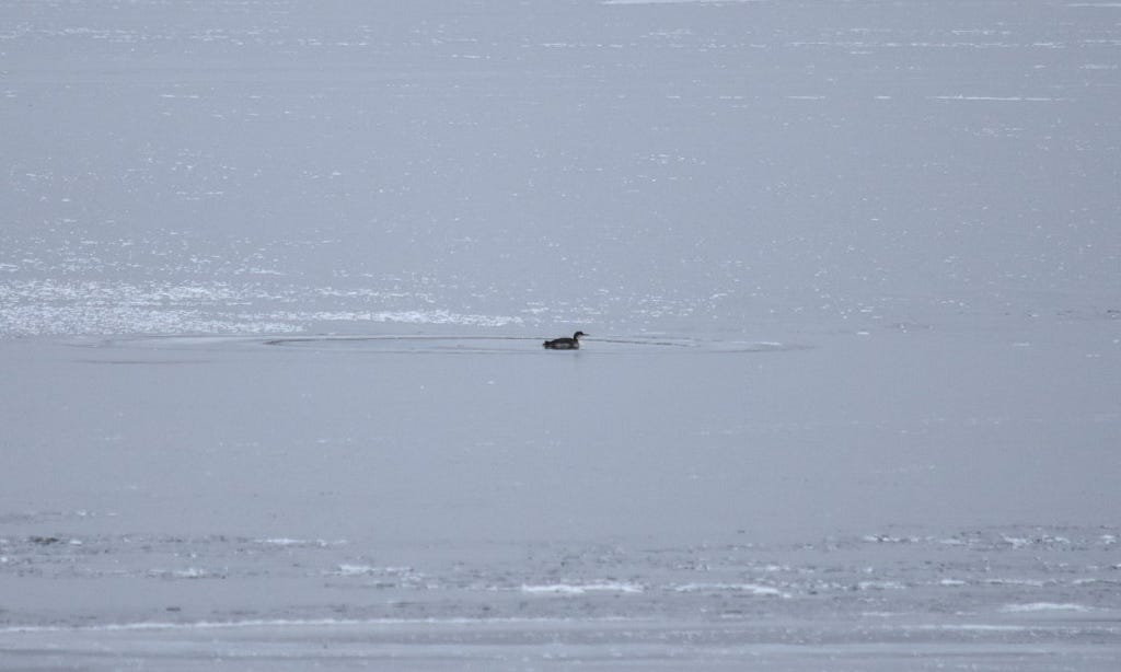 a juvenile common loon sits in a small opening of water on icy Cross Lake