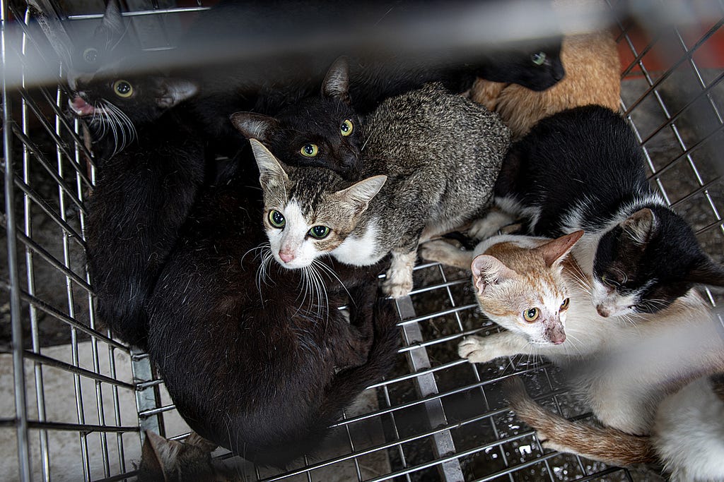 Live cats of various breeds are confined inside a cage at a market in Hanoi, Vietnam. These cats are destined to be killed and sold as “tiểu hổ” or cat meat. Vietnam, 2022. Aaron Gekoski / Asia for Animals Coalition / We Animals Media