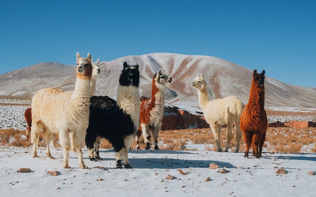 Five llamas on a snowy plain with a mountain in the background.