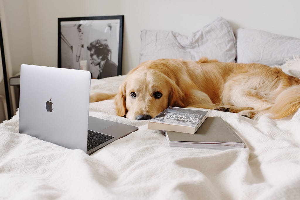 dog laying on bed using computer