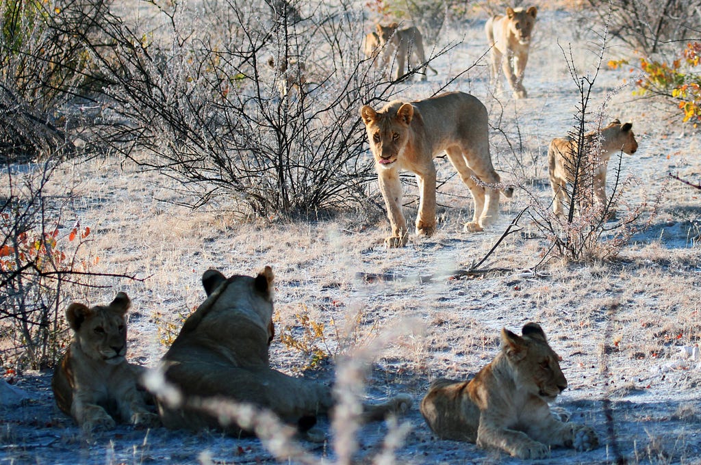 Figure 2. Pride of Lions. Photo by Pixabay from Pexels