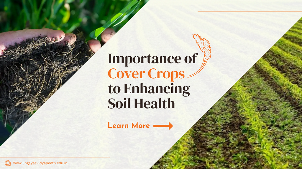 Importance of Cover Crops to Enhancing Soil Health