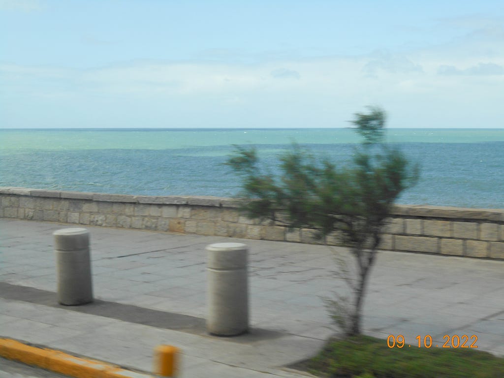 A picture of the tree on the sidewalk, with the sea behind. The picture is dated on October 9th, 2022.