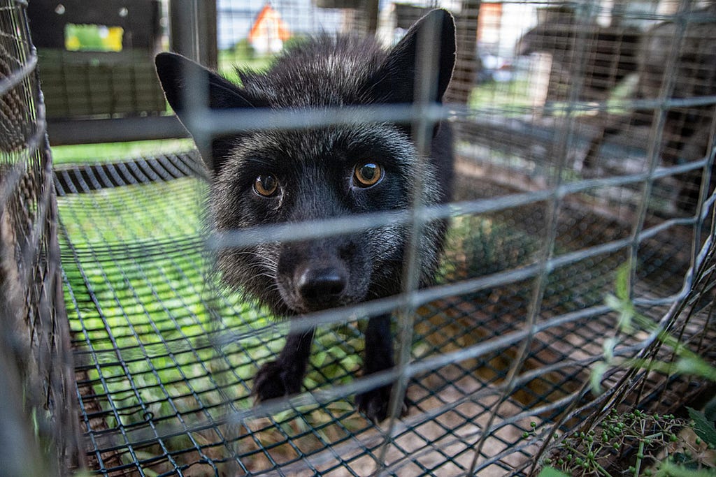 A silver fox stares through the wire from inside a barren cage at a fur farm in Quebec. Farmed foxes will spend their entire life confined, and typically alone, inside this type of cage. Foxes like this individual are used for breeding or will eventually be killed for their fur. Canada, 2022. Balvik C. / We Animals Media