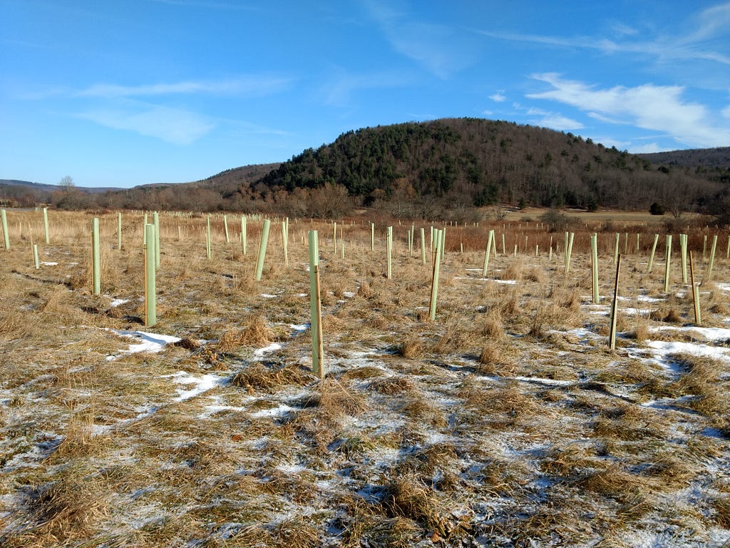 Grassland with newly planted saplings