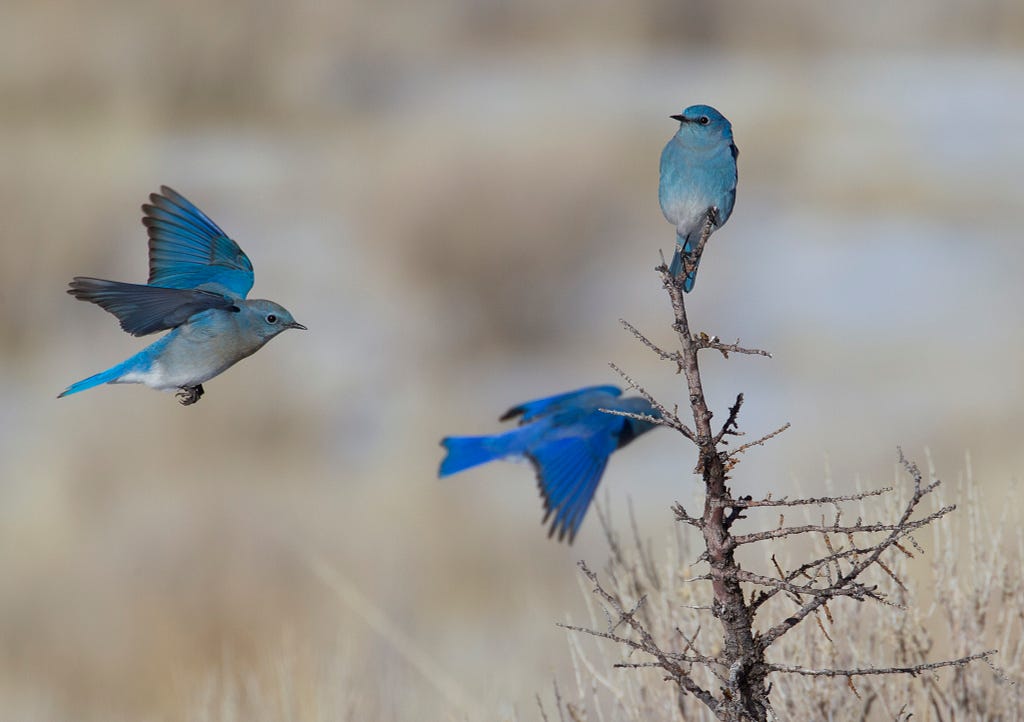 Two bright bluebirds in flight and one perched on a tree with a grassy background.