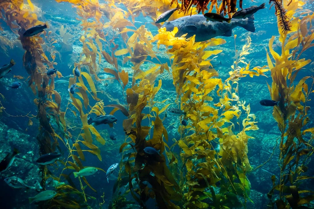Green kelp sways in blue ocean water as numerous fish of the similar blue color swim around