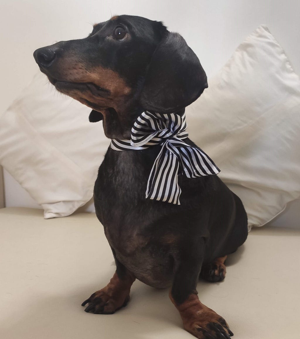 A cute dachshund, Taffy, posing with a side bow tie around her neck