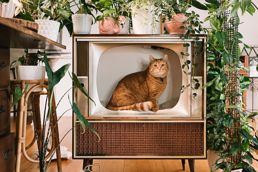 Ginger cat sitting inside a vintage TV