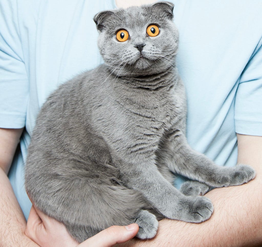 Cat looking scared because they don’t want to see anyone on a bad mental health day.