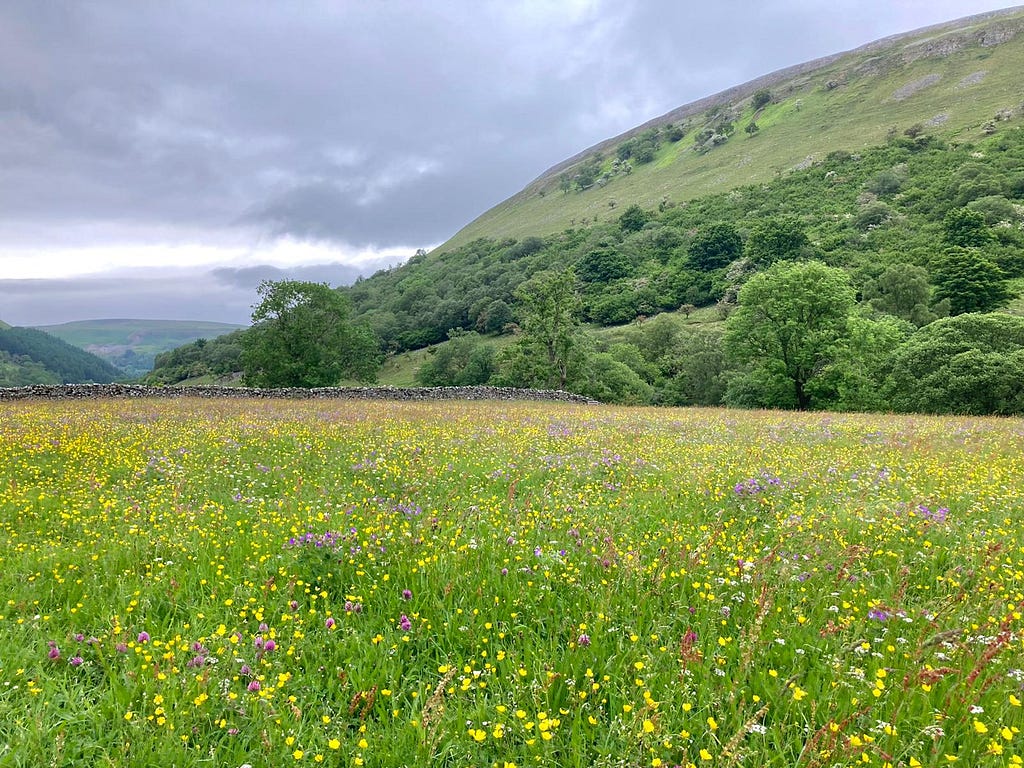 A field full of wildflowers