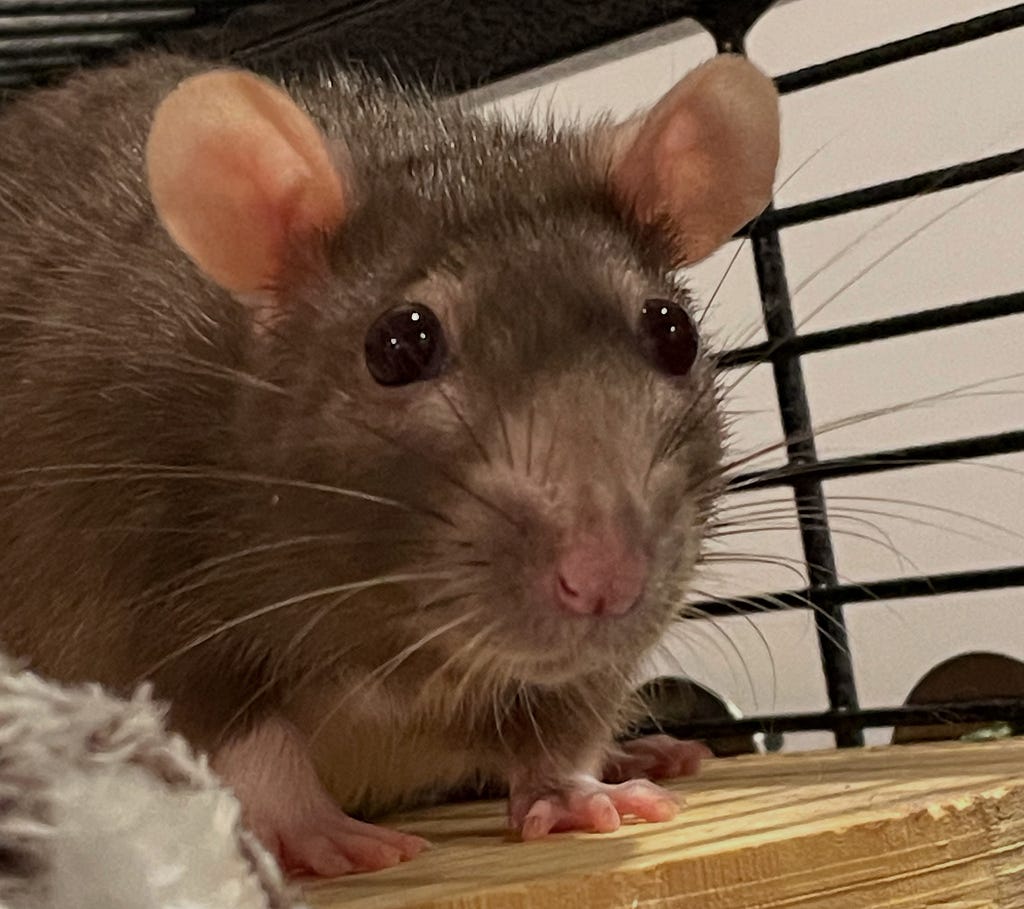 A close-up image of a brown rat with large ears and dark eyes. The rat is inside a cage, standing on a wooden surface with metal bars visible in the background. The rat’s whiskers are prominent, and its fur appears soft and slightly tousled.