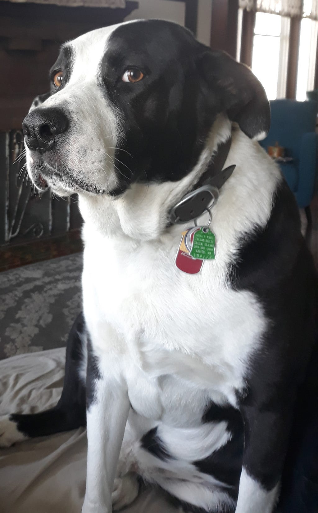 Black-and-white border collie/pit mix service dog named Cooper sitting indoors, looking alert — known for “singing” during worship.