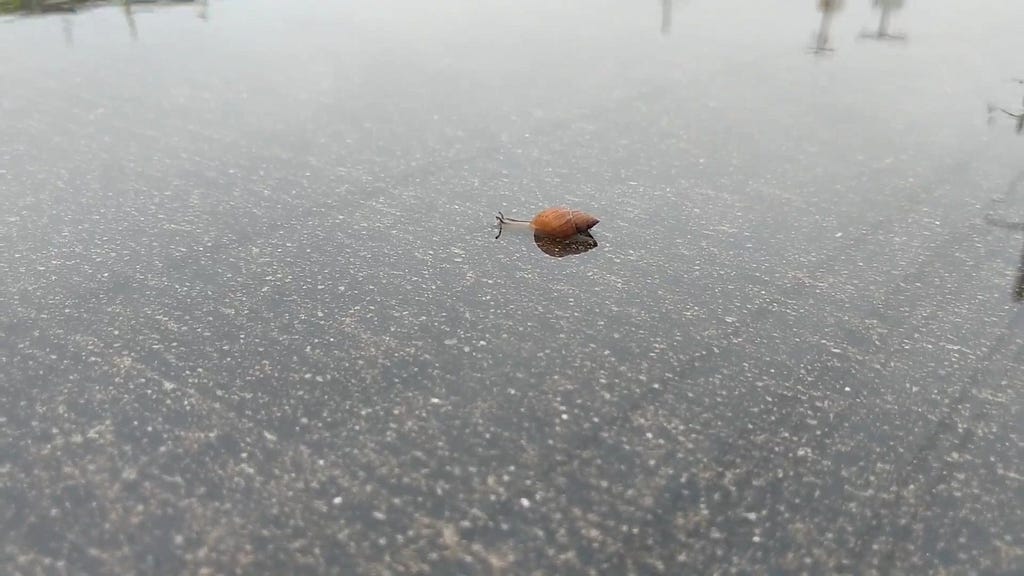 snail crawling through flooded sidewalk