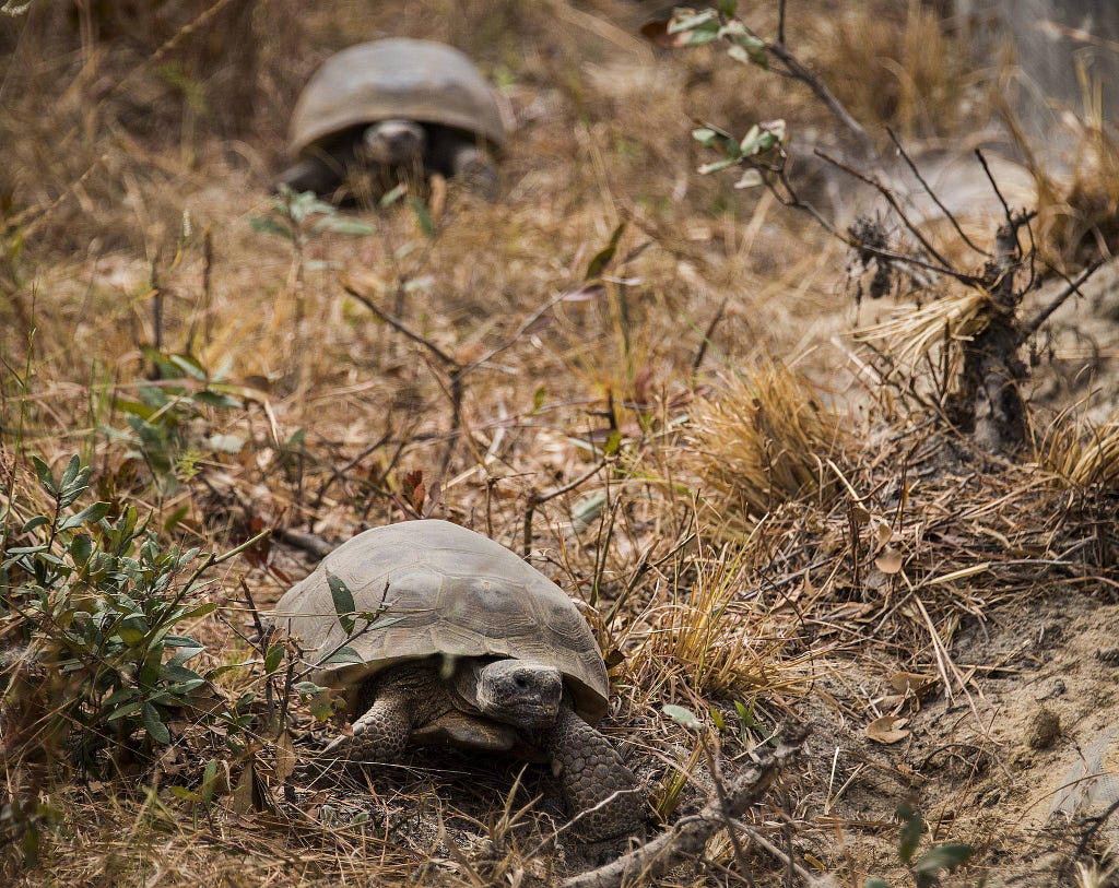 Two gopher desert tortoises walking through brown grass