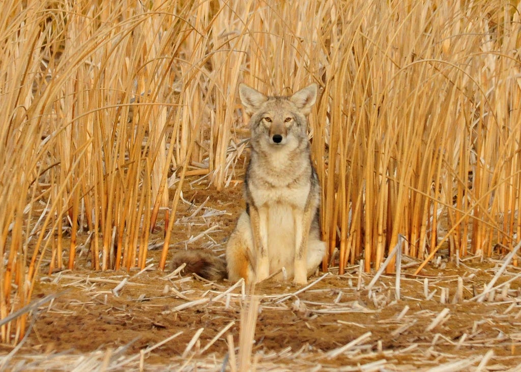 Coyote in the cattails at Seedskadee National Wildlife Refuge