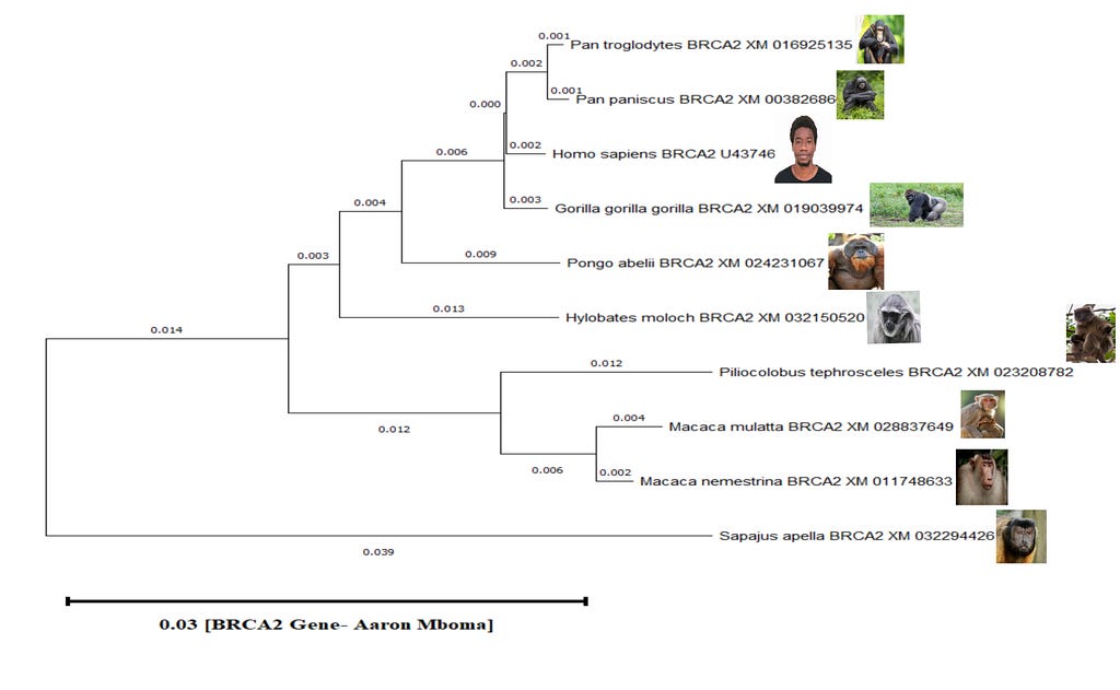 Fig. 1. An example of horizontal speciation. A phylogenetic tree of some primates based on an analysis of the BRCA2 gene. From the tree, the human being (Homo sapiens) is more closely related to the Chimpanzee (Pan troglodyte) than to the Orangutan (Pongo abelii).