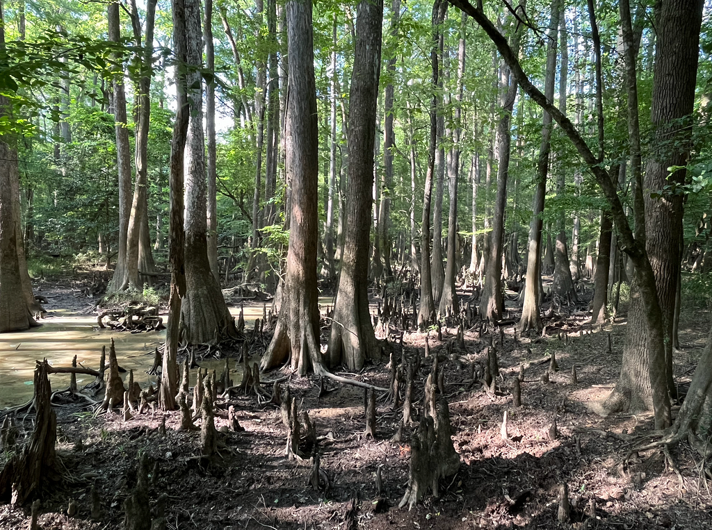 Image of a grove of trees in a swampy area.