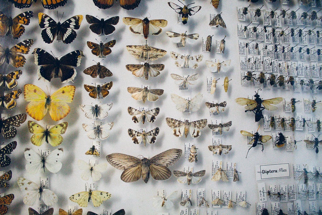 Dead butterflies and flies pinned to a board and organized by type.