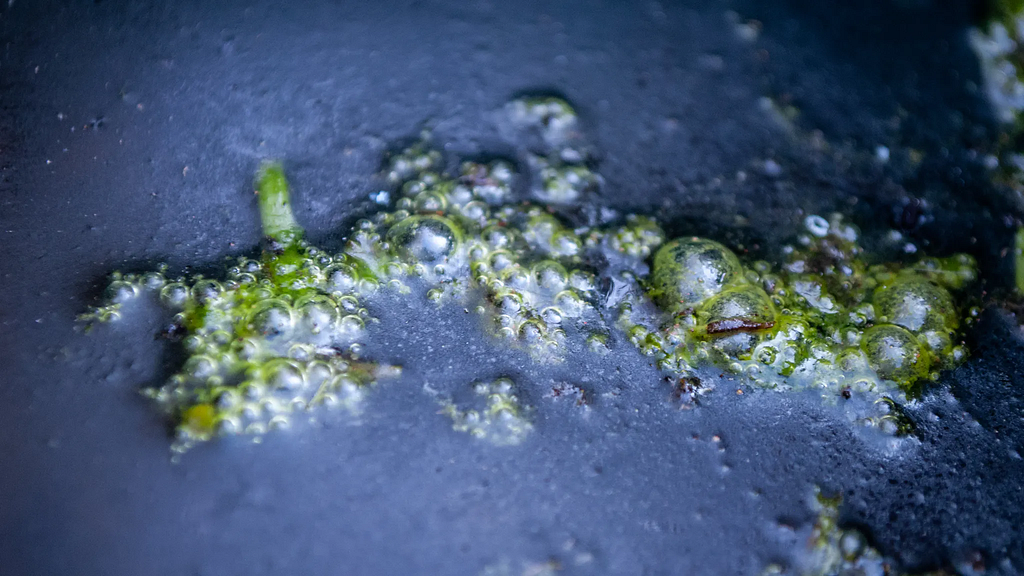 Photograph of a close up view of bubbles on the surface of stagnant water. The film of slime over the surface of the water has a blue tinge to it. Within the bubbles is green algae . The image has a shallow depth of field, focussing on the the bubbles in the centre of the frame.