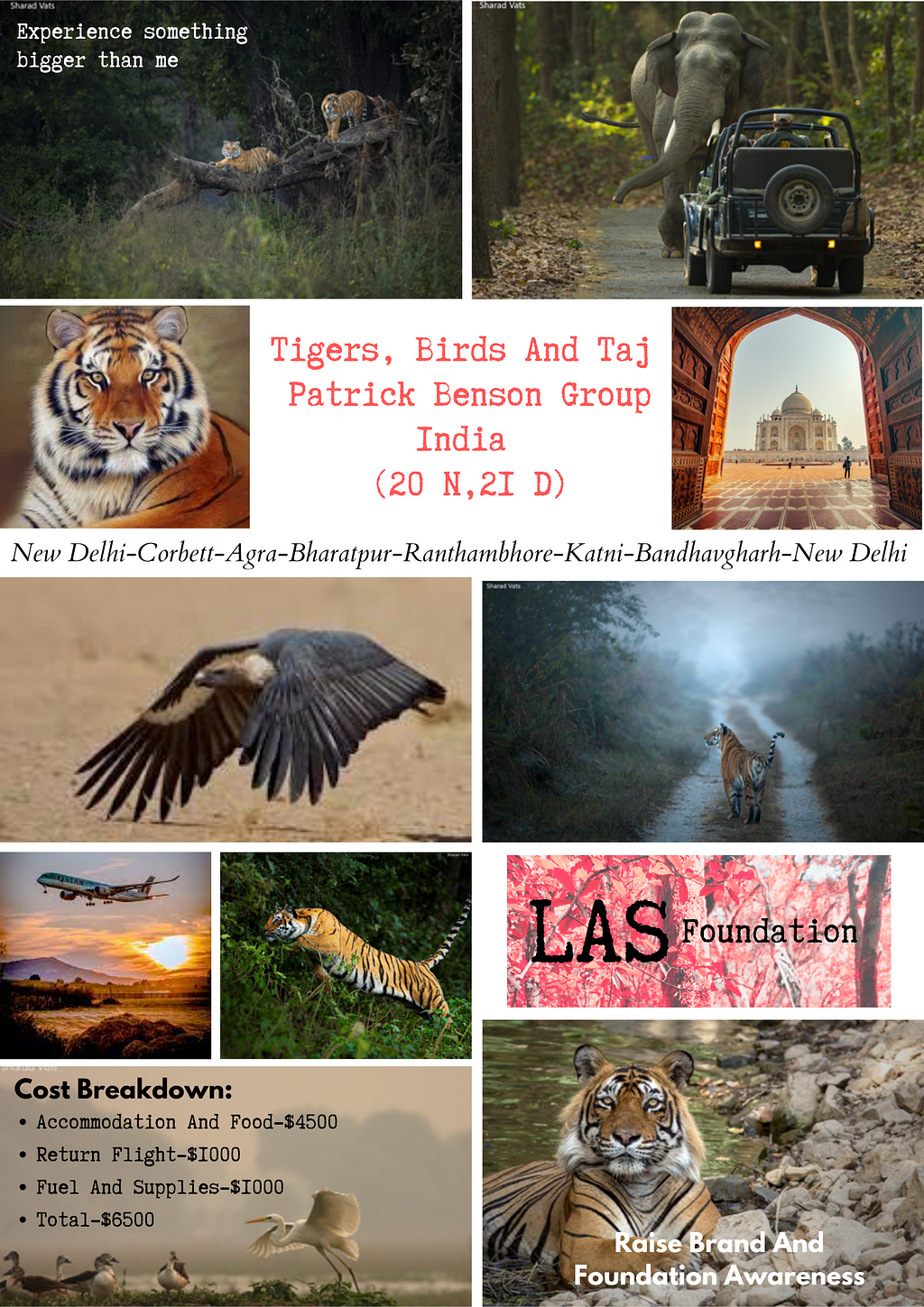 A collage depicting a proposed trip to India showcasing tigers, vultures and the Taj Mahal