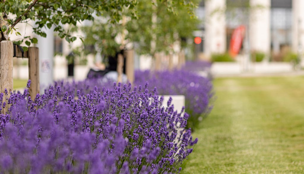 Purple, fluffy, Lavender bushes decorate the green lawns of campus. Taken outside of the Bragg building.