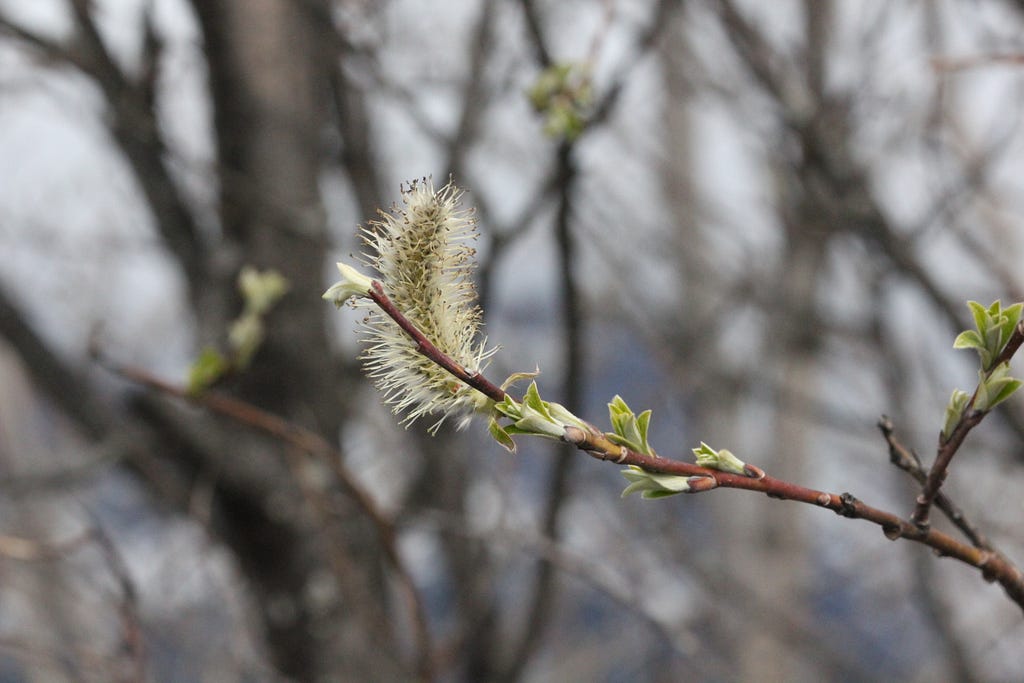 A white fuzzy willow flower in spring.