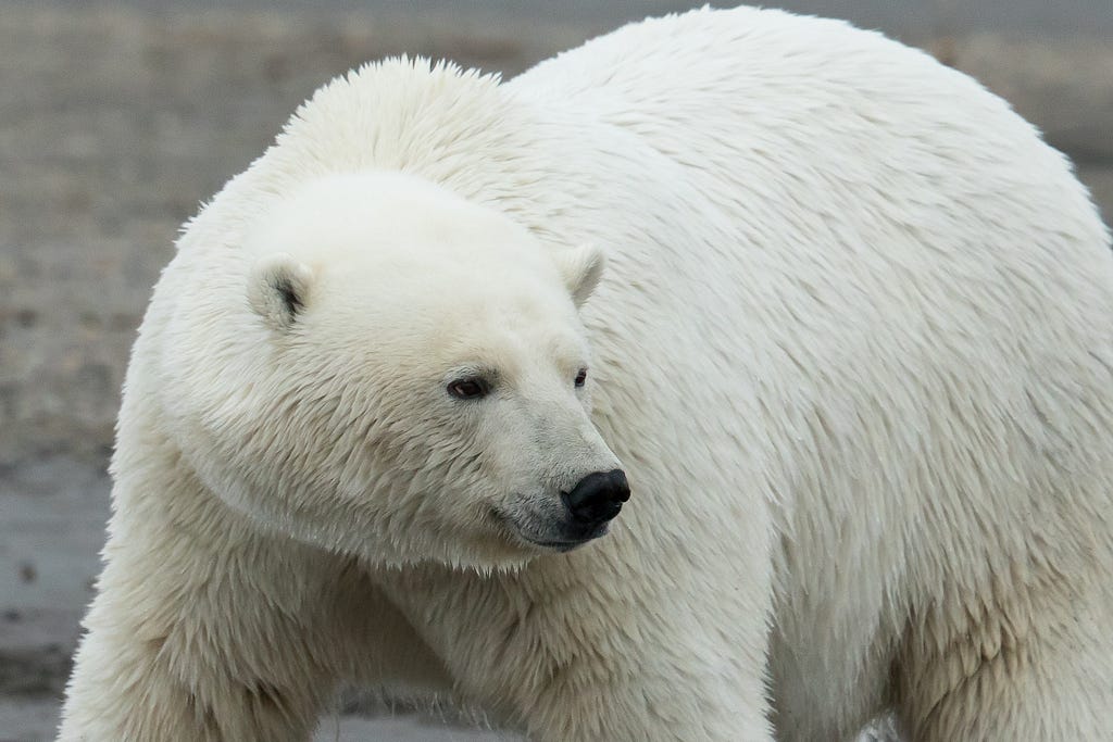 close up of a polar bear facing the camera