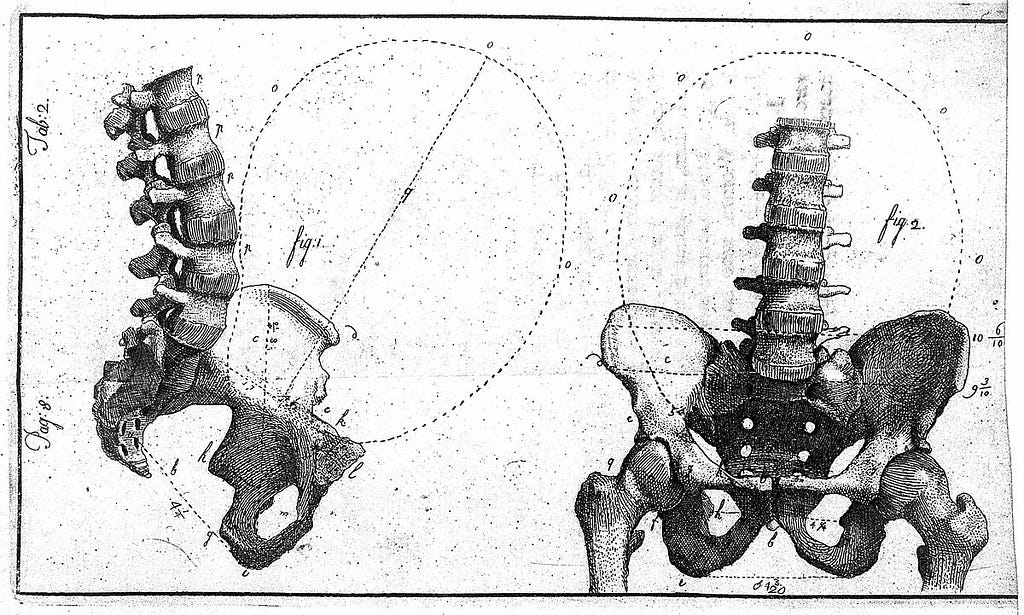 A Victorian medical drawing of the hips and lower spine, commonly known as the loins. On the left a profile view on the right a front on view. The caption reads “We should also add do not search for loins. Do any of you realise the good we could be doing with the internet. But we’ve got this. (Image from wikimedia)”