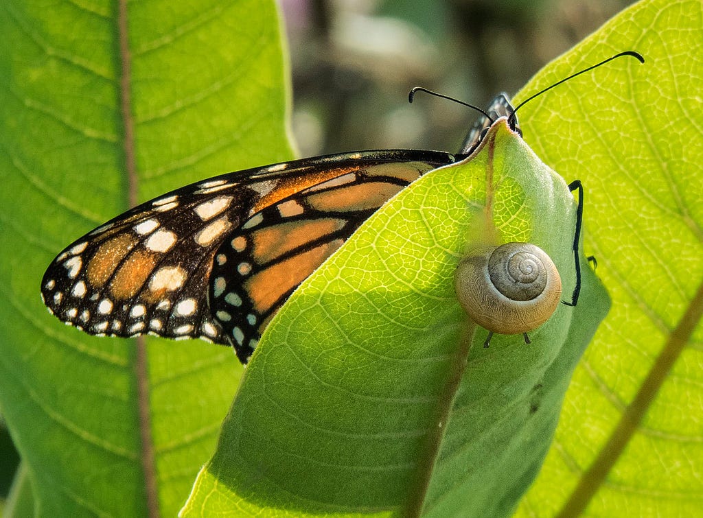Monarch butterfly on a leaf with snail on underside of leaf