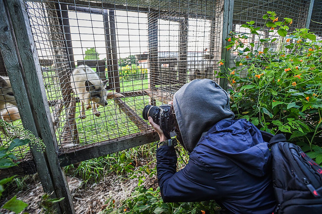 Documenting a calico or marble fox dwelling inside a barren wire mesh cage at fur farm in Quebec. Foxes raised on fur farms spend their entire lives in cages such as these. They are used for breeding or will eventually themselves be killed for their fur. Canada, 2022. We Animals Media