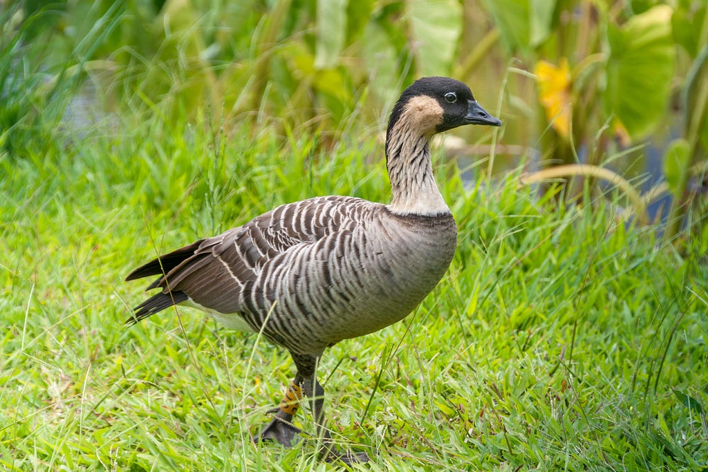 Side-view of a nēnē (Hawaiian goose) walking on the grass next to wetland kalo.