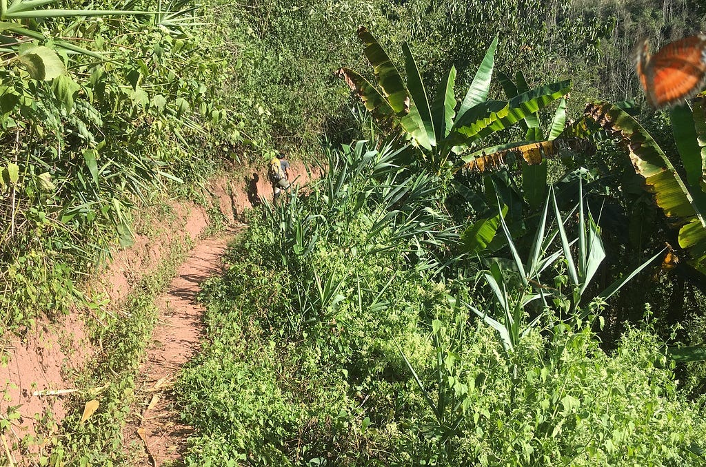 Nam Ha National Park path