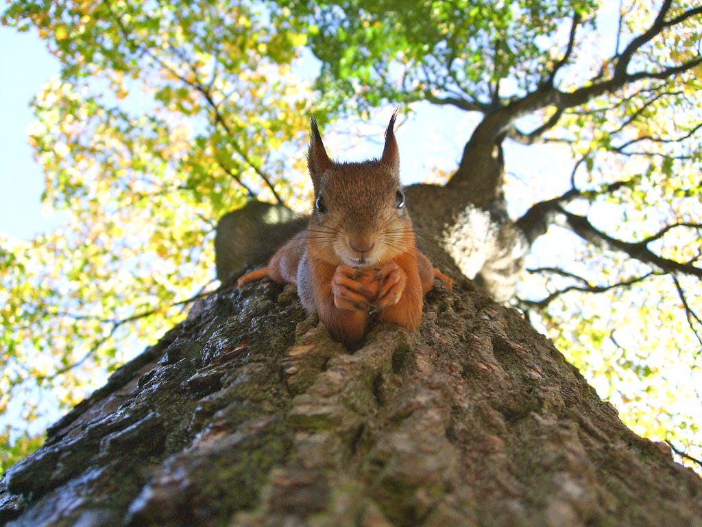 A squirrel lays vertically on a tree, facing the ground. It holds a nut in its hand.