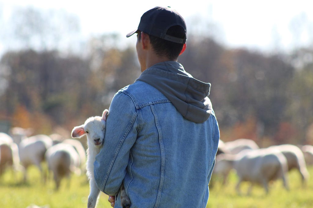 Edlin Choi holding a baby lamb
