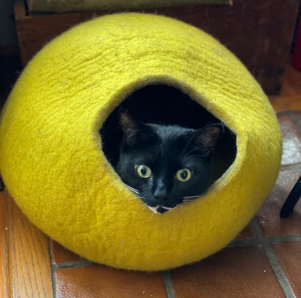 Picture of a black cat inside a yellow cat house with just his sad face sticking out.