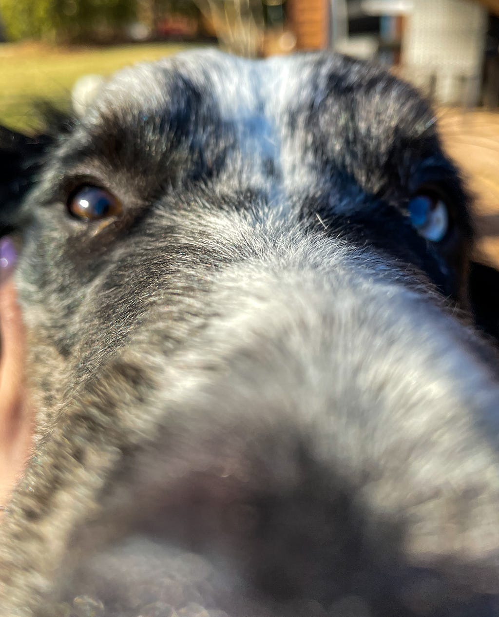 A black dog with a white stripe down its nose stares directly into the camera.