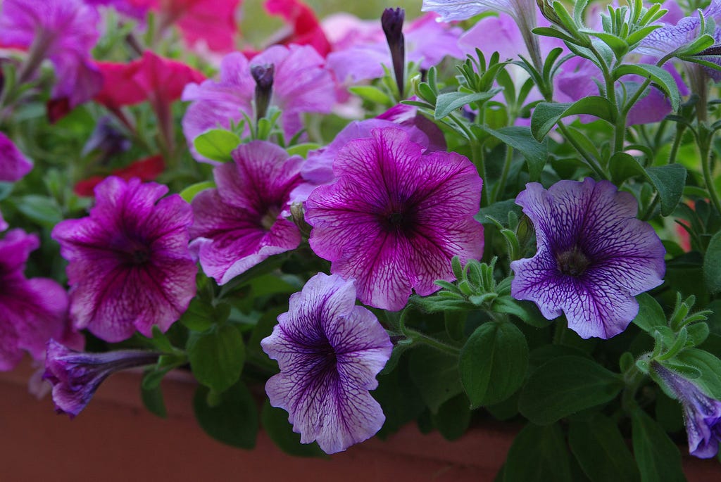 A nice bunch of petunias that are purple red and pink