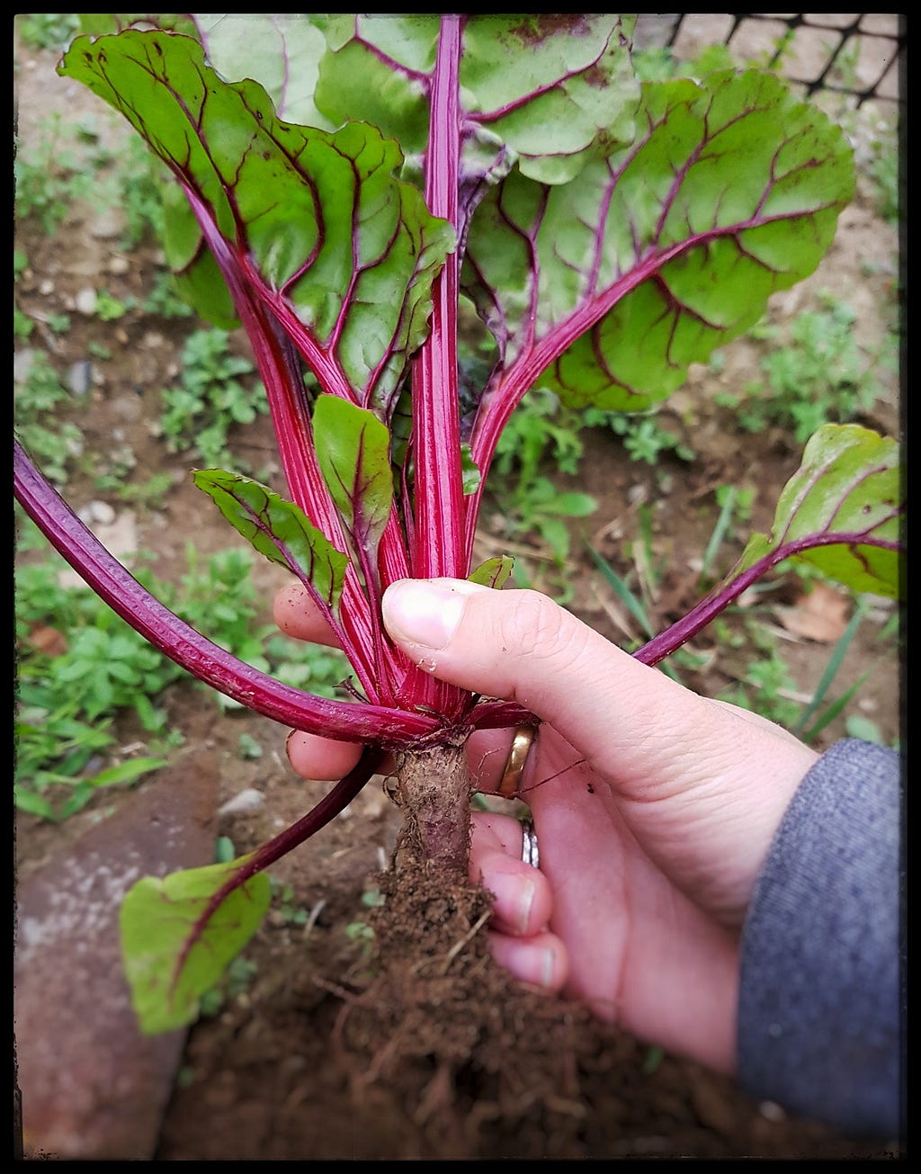 A beetroot plant with a very small bulb