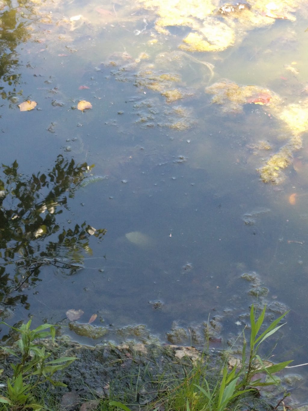 Picture of a murky pond with a bit of a bush in the lower, darker corner and hints of algae under the surface is more apparent as you look to the opposite corner where the sunlight is shining