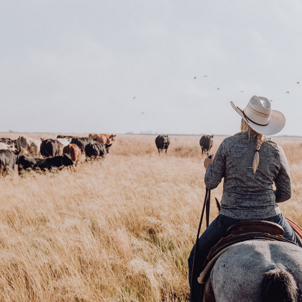 The photo appears to show a cattle owner rounding up their cattle in an open field.