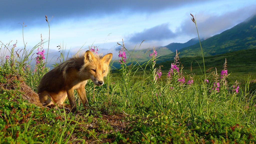 fox near den in field of fireweed, Kodiak Refuge